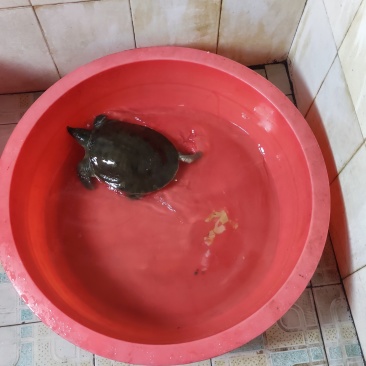 湖南常德澧县甲鱼(水鱼)，品质保证欢迎采购合作，