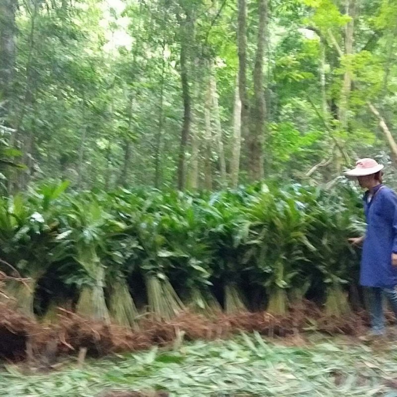广西蒙山砂仁苗种，一手货源