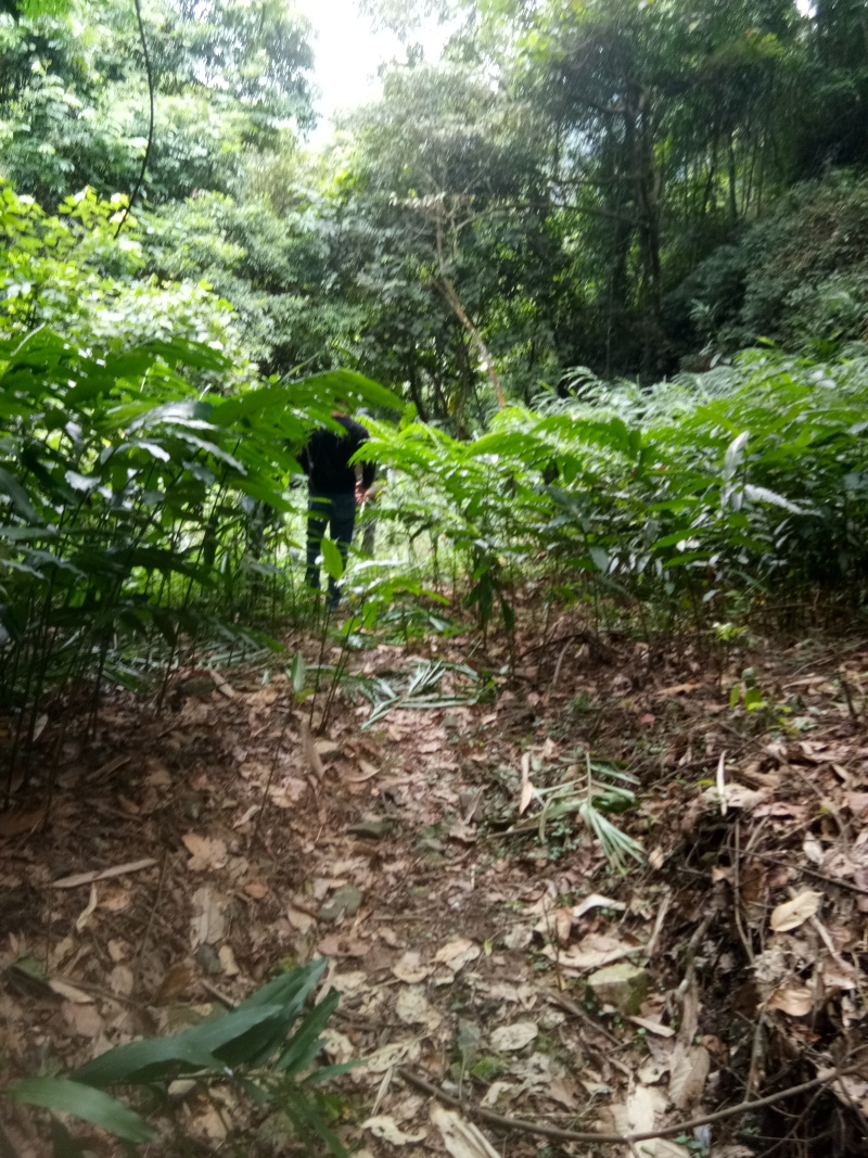 广西蒙山砂仁苗种，一手货源
