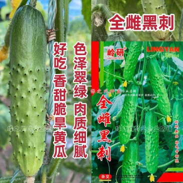 全雌黑刺水果黄瓜种子绿瓤甜脆旱黄瓜种子绿肉色泽翠绿