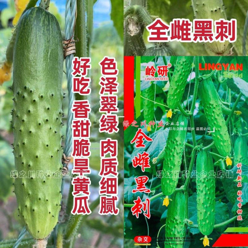 全雌黑刺水果黄瓜种子绿瓤甜脆旱黄瓜种子绿肉色泽翠绿
