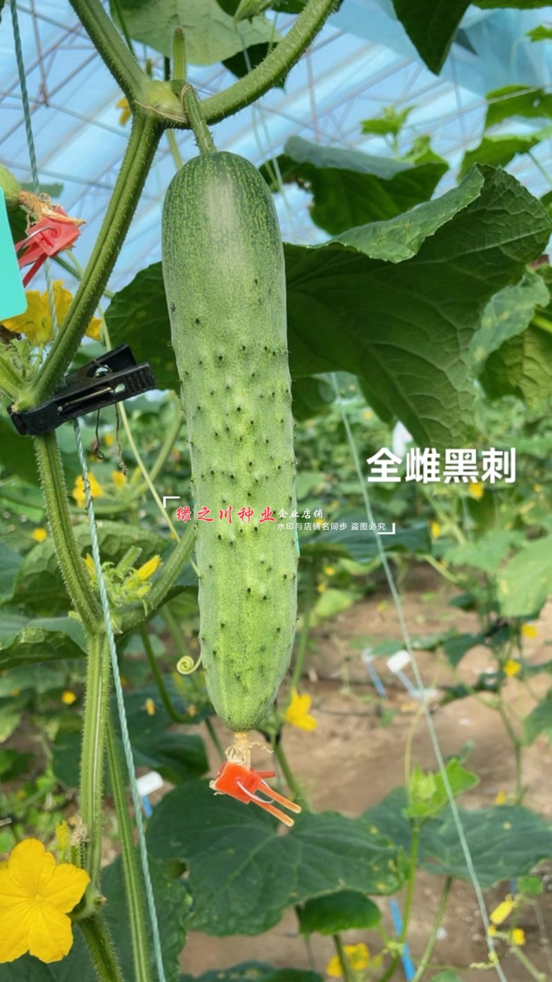 全雌黑刺水果黄瓜种子绿瓤甜脆旱黄瓜种子绿肉色泽翠绿