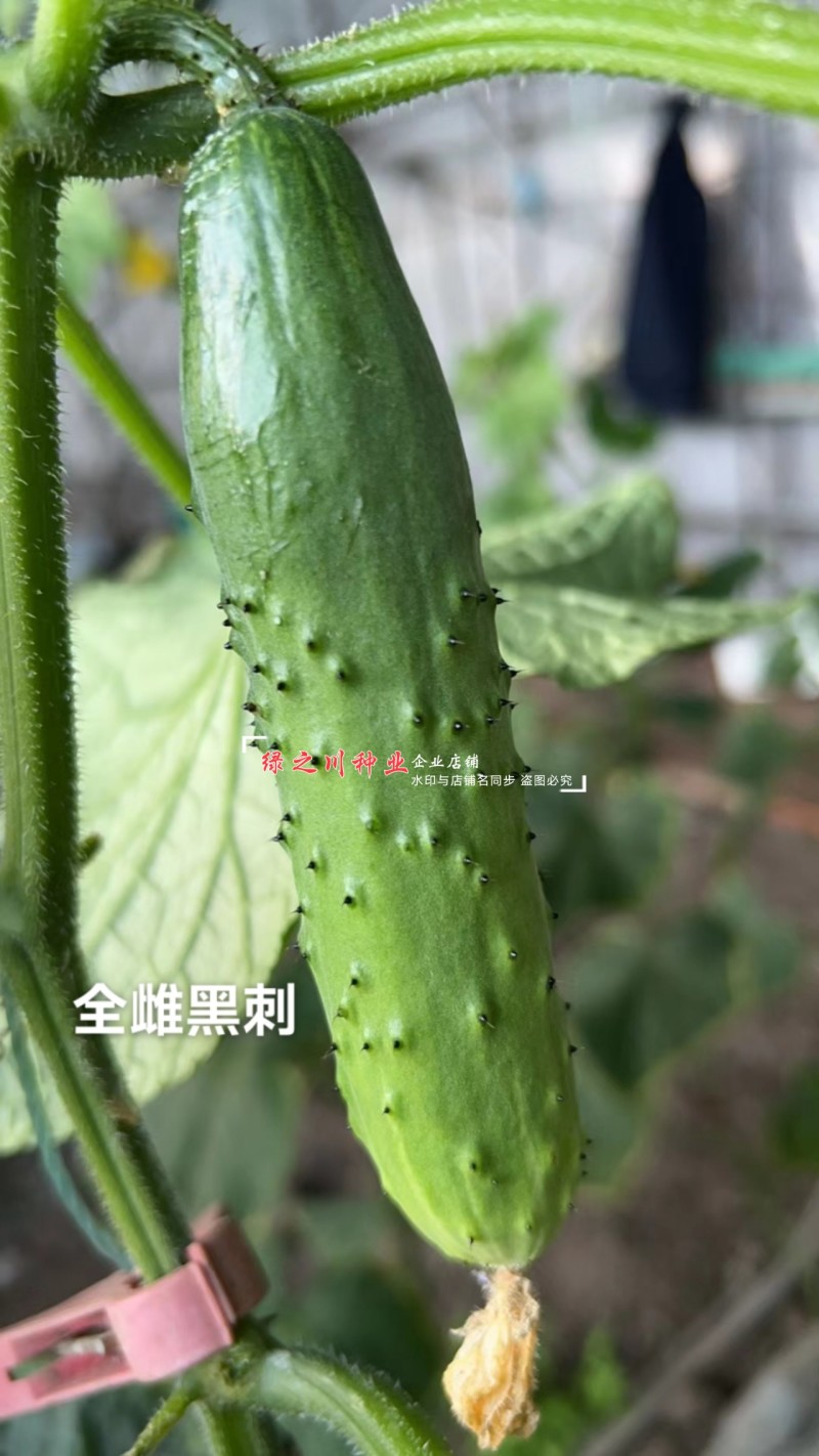 全雌黑刺水果黄瓜种子绿瓤甜脆旱黄瓜种子绿肉色泽翠绿