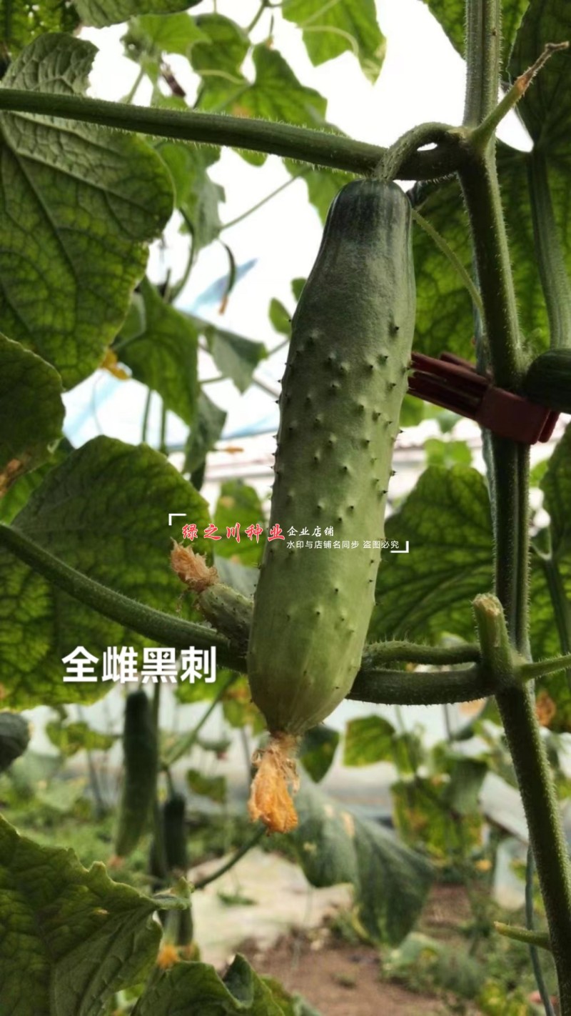 全雌黑刺水果黄瓜种子绿瓤甜脆旱黄瓜种子绿肉色泽翠绿