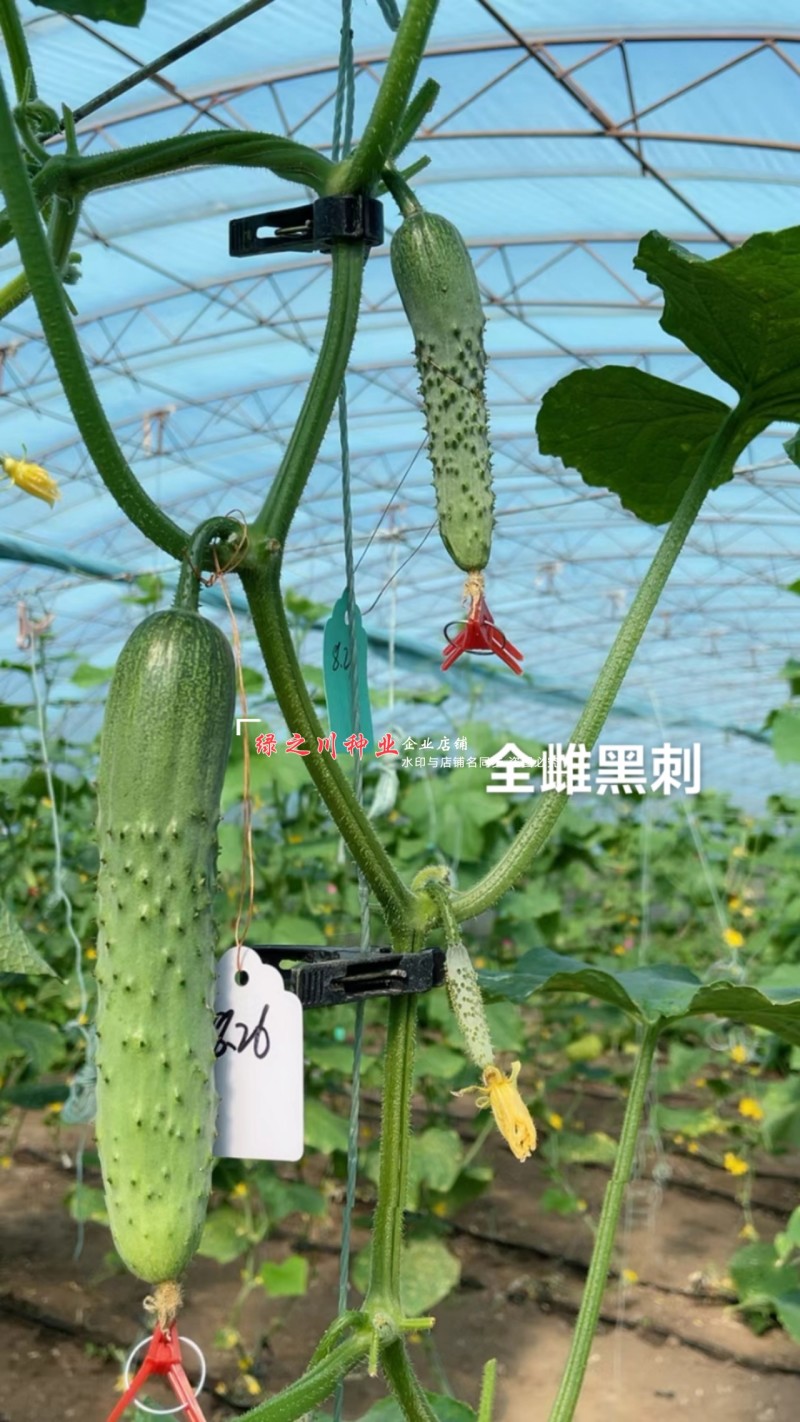 全雌黑刺水果黄瓜种子绿瓤甜脆旱黄瓜种子绿肉色泽翠绿