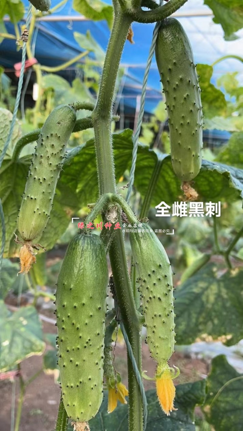 全雌黑刺水果黄瓜种子绿瓤甜脆旱黄瓜种子绿肉色泽翠绿