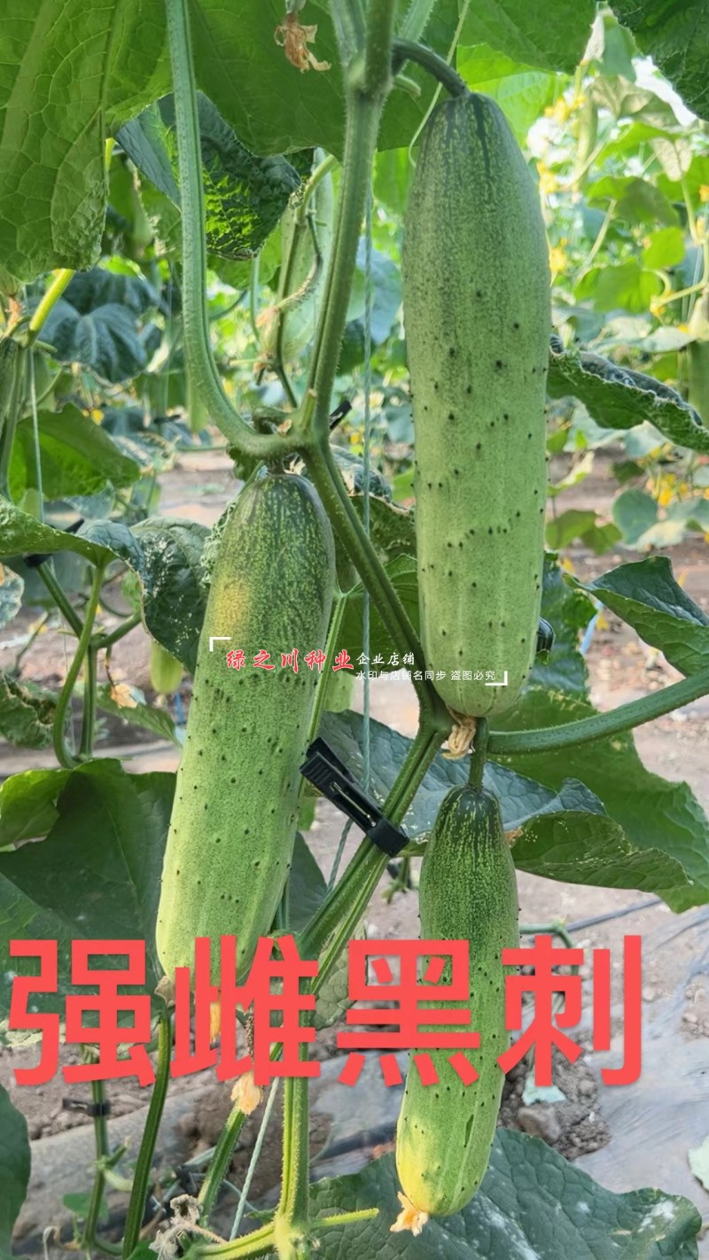 全雌黑刺水果黄瓜种子绿瓤甜脆旱黄瓜种子绿肉色泽翠绿
