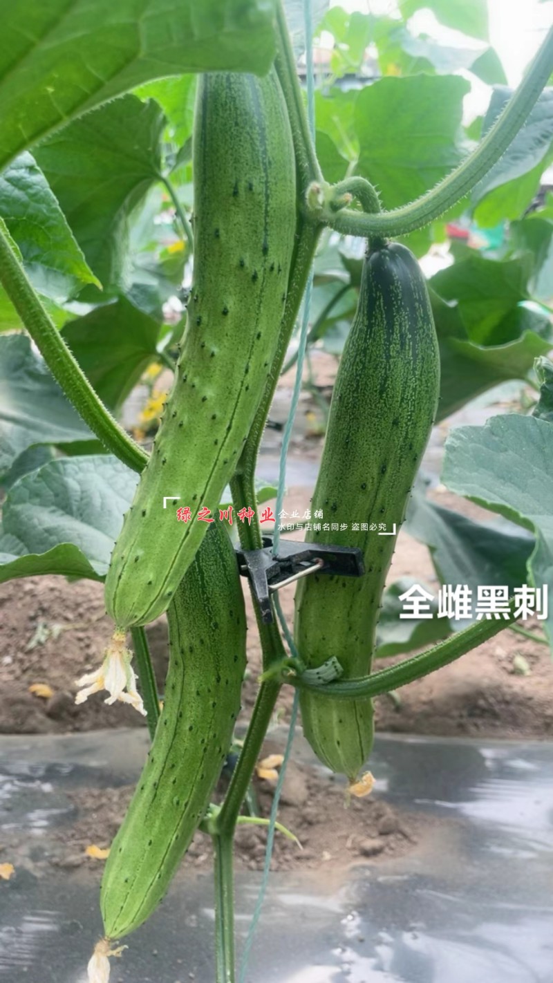 全雌黑刺水果黄瓜种子绿瓤甜脆旱黄瓜种子绿肉色泽翠绿
