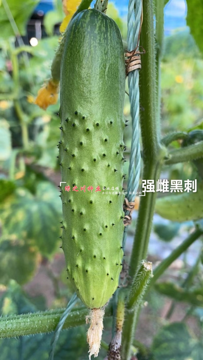 全雌黑刺水果黄瓜种子绿瓤甜脆旱黄瓜种子绿肉色泽翠绿