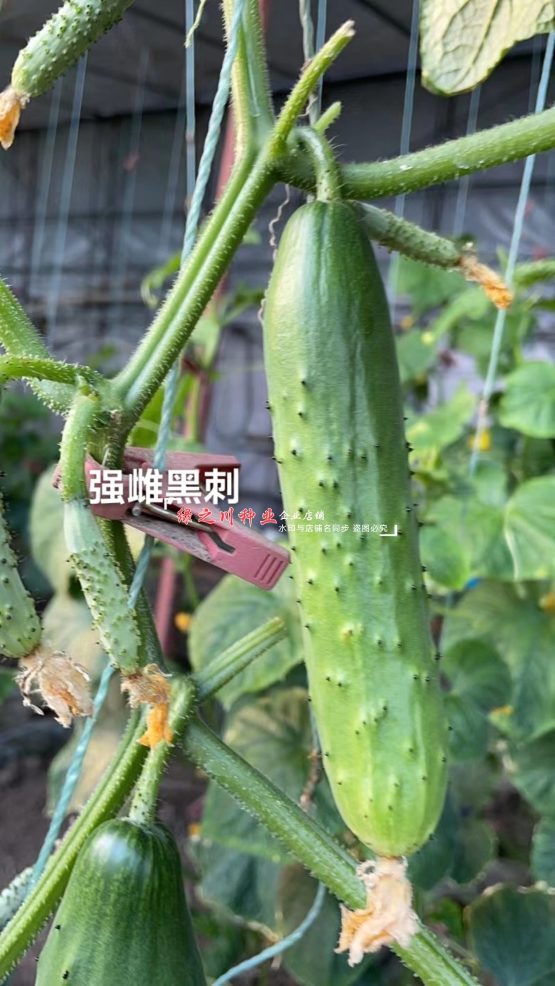 全雌黑刺水果黄瓜种子绿瓤甜脆旱黄瓜种子绿肉色泽翠绿
