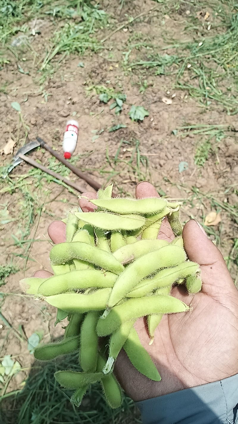 山东郯城县翠绿宝原包毛豆大量上市产地直发