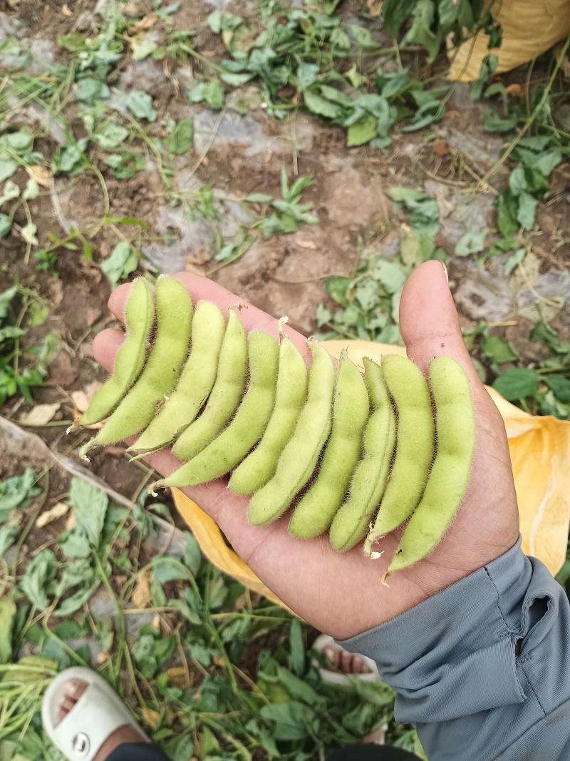 山东郯城县翠绿宝原包毛豆大量上市产地直发