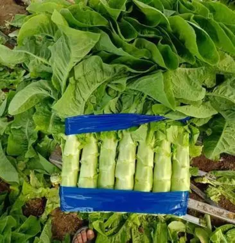 精品莴笋三青皮莴笋大量上市产地直发货源充足