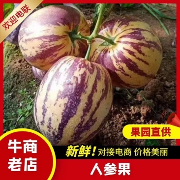 甘肃民勤沙漠人参果，产地直发，品质保证，新鲜采摘货量充足