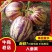 甘肃民勤沙漠人参果，产地直发，品质保证，新鲜采摘货量充足