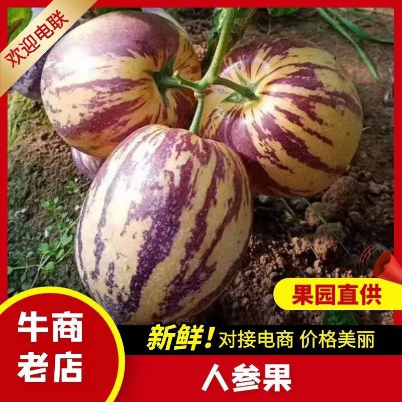 甘肃民勤沙漠人参果，产地直发，品质保证，新鲜采摘货量充足