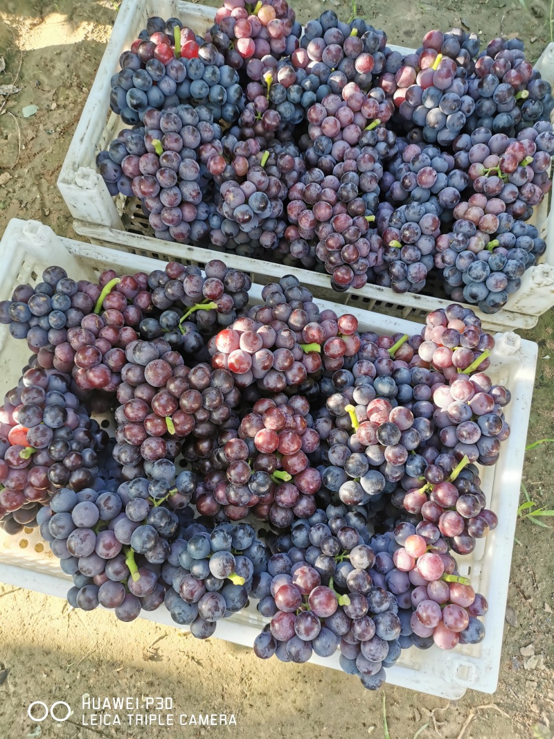夏黑葡萄