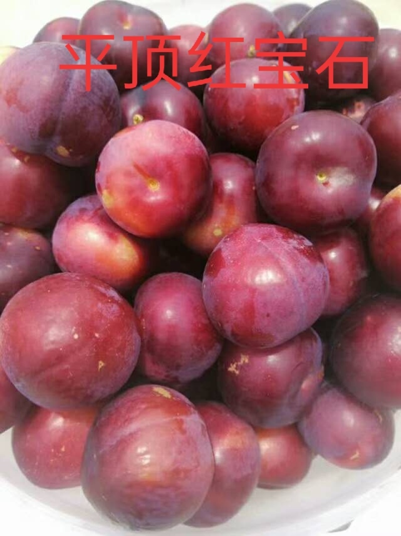 红宝石李子