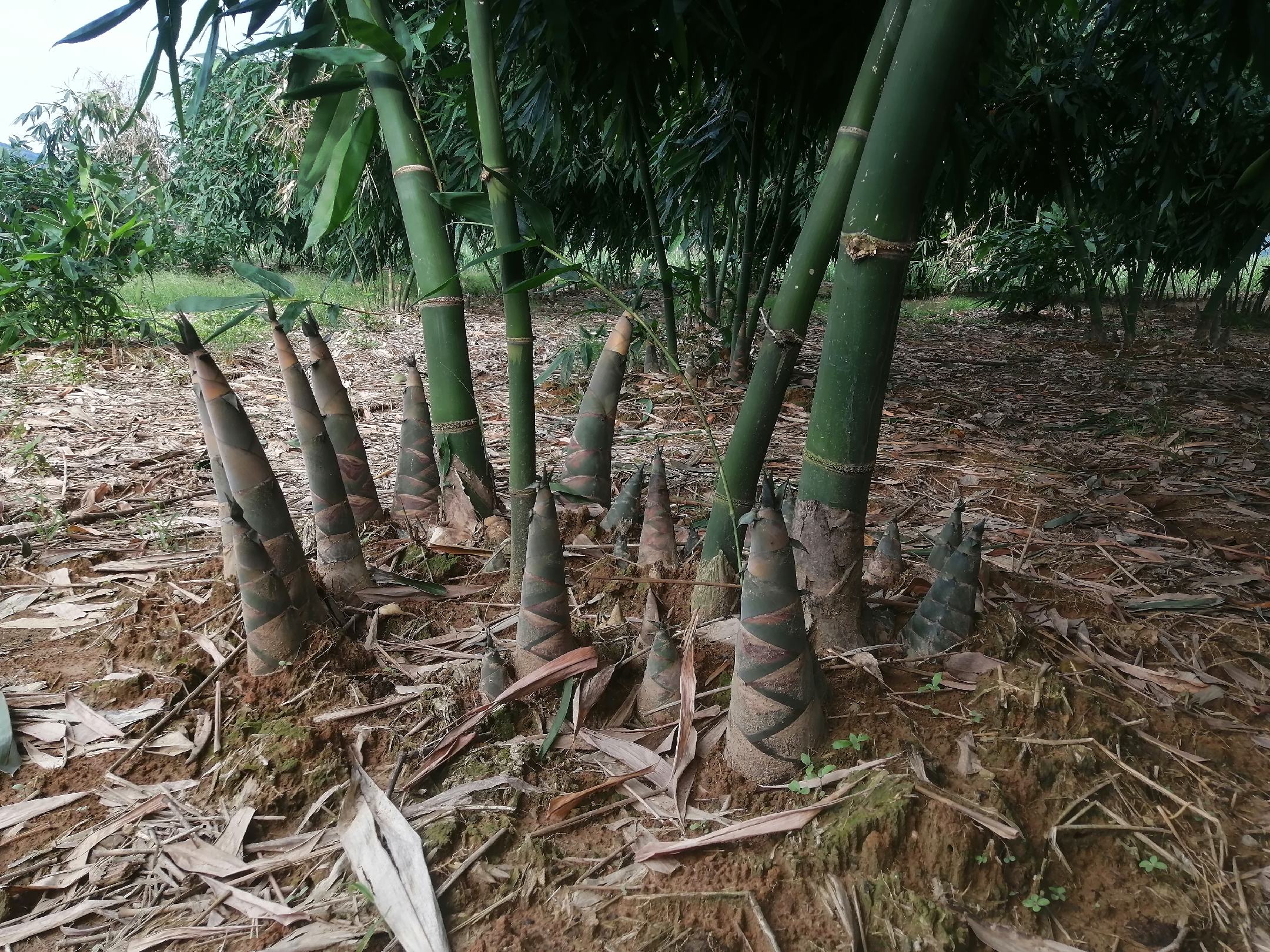 簕竹林中新生竹笋特写