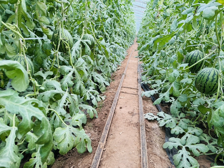 甘美西瓜田间生长实景图
