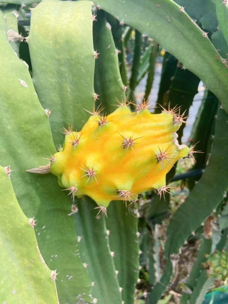 燕窝果种植海南三亚天涯区一手货源欢迎批发市场社区团购合作