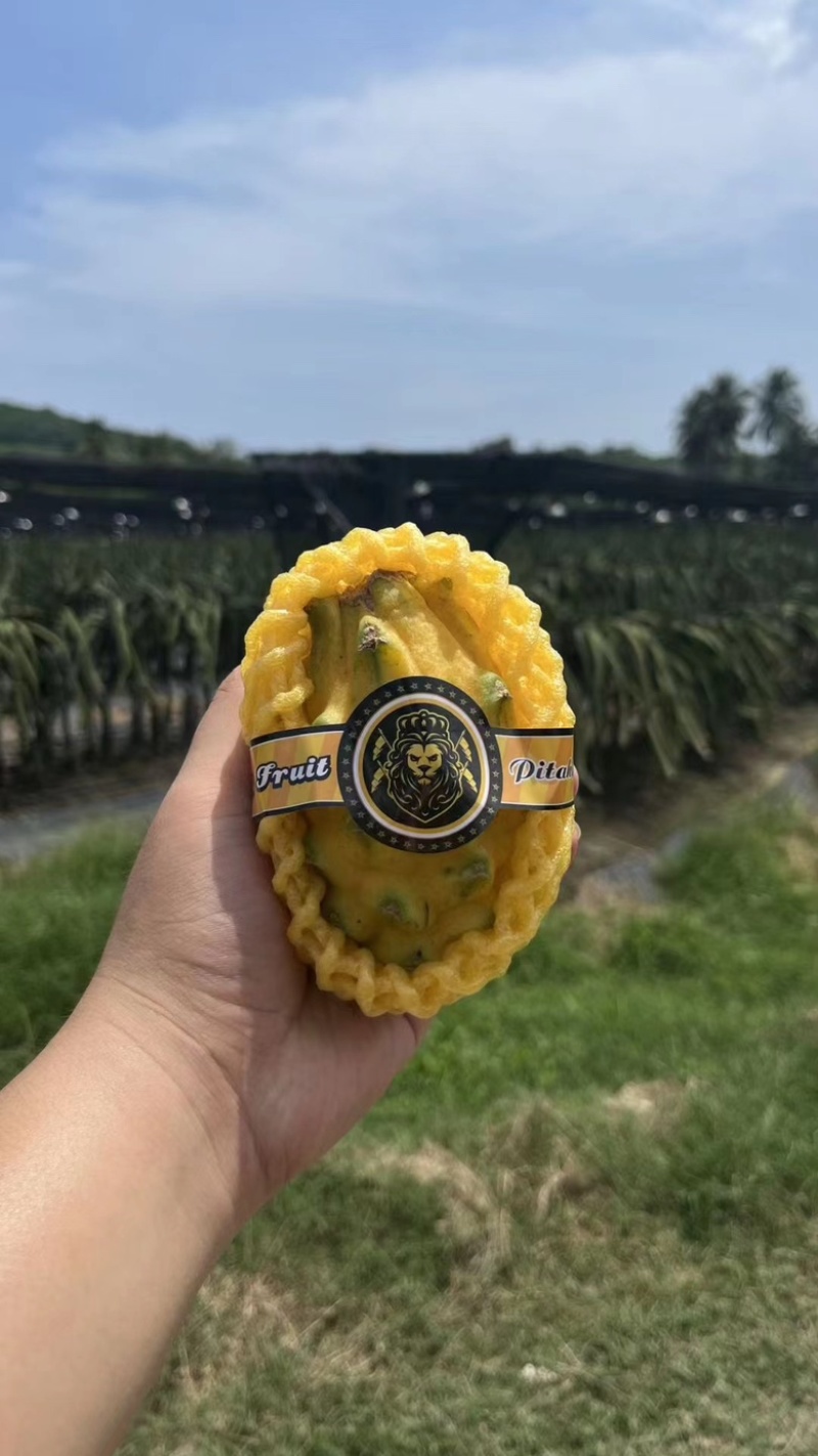 燕窝果种植海南三亚天涯区一手货源欢迎批发市场社区团购合作