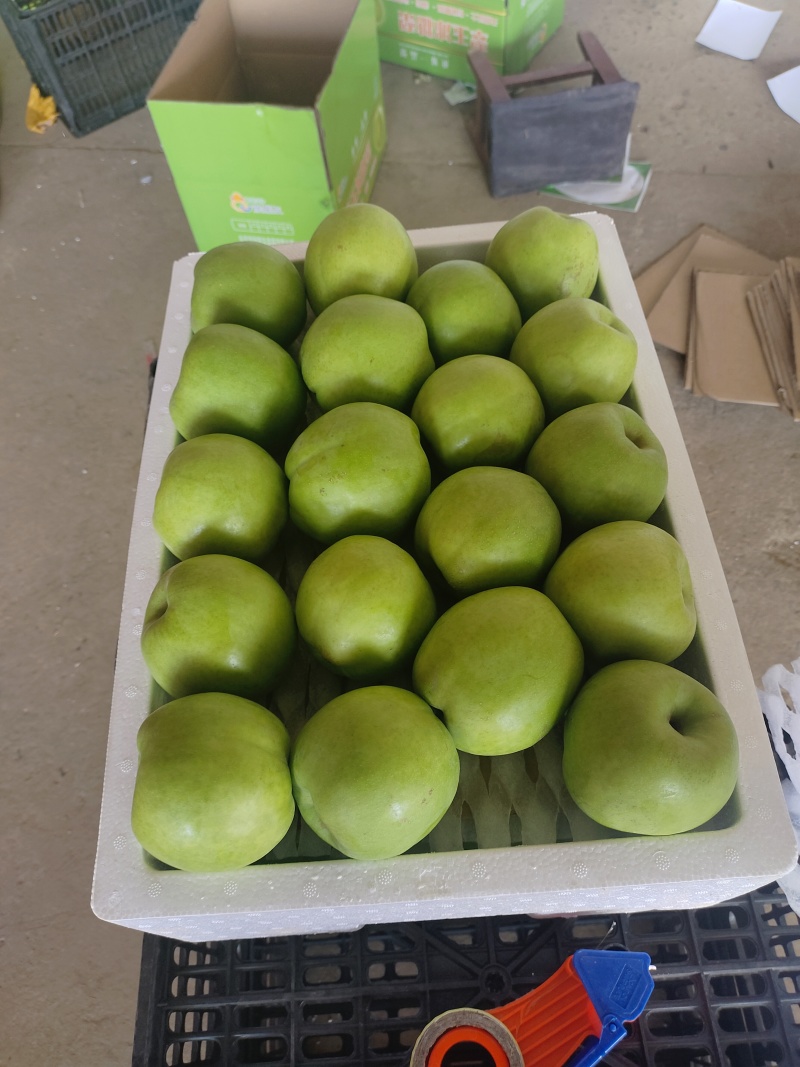 砀山酥翠一号大量上市中，质量好囗感甜，货源充足保质保量