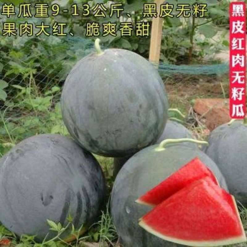 《优选》湖北黑皮无籽西瓜洞庭一号，一手货源视频看货