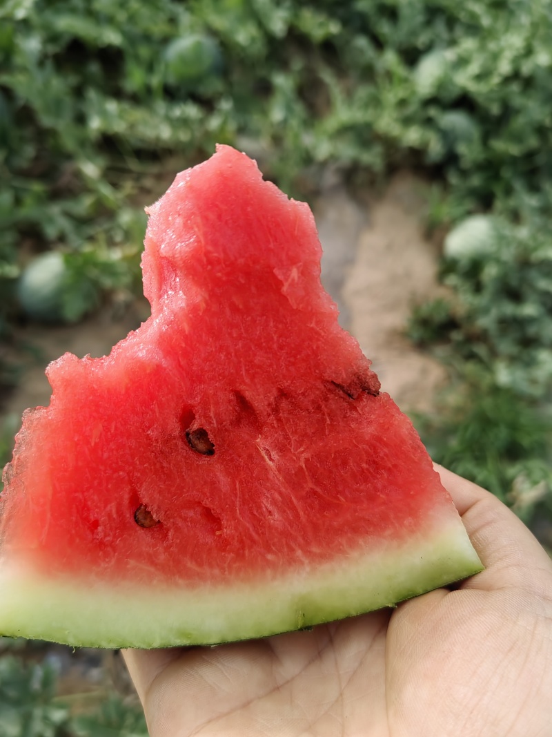 龙卷风，抗八，西瓜
