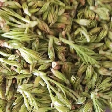 霉茶藤茶