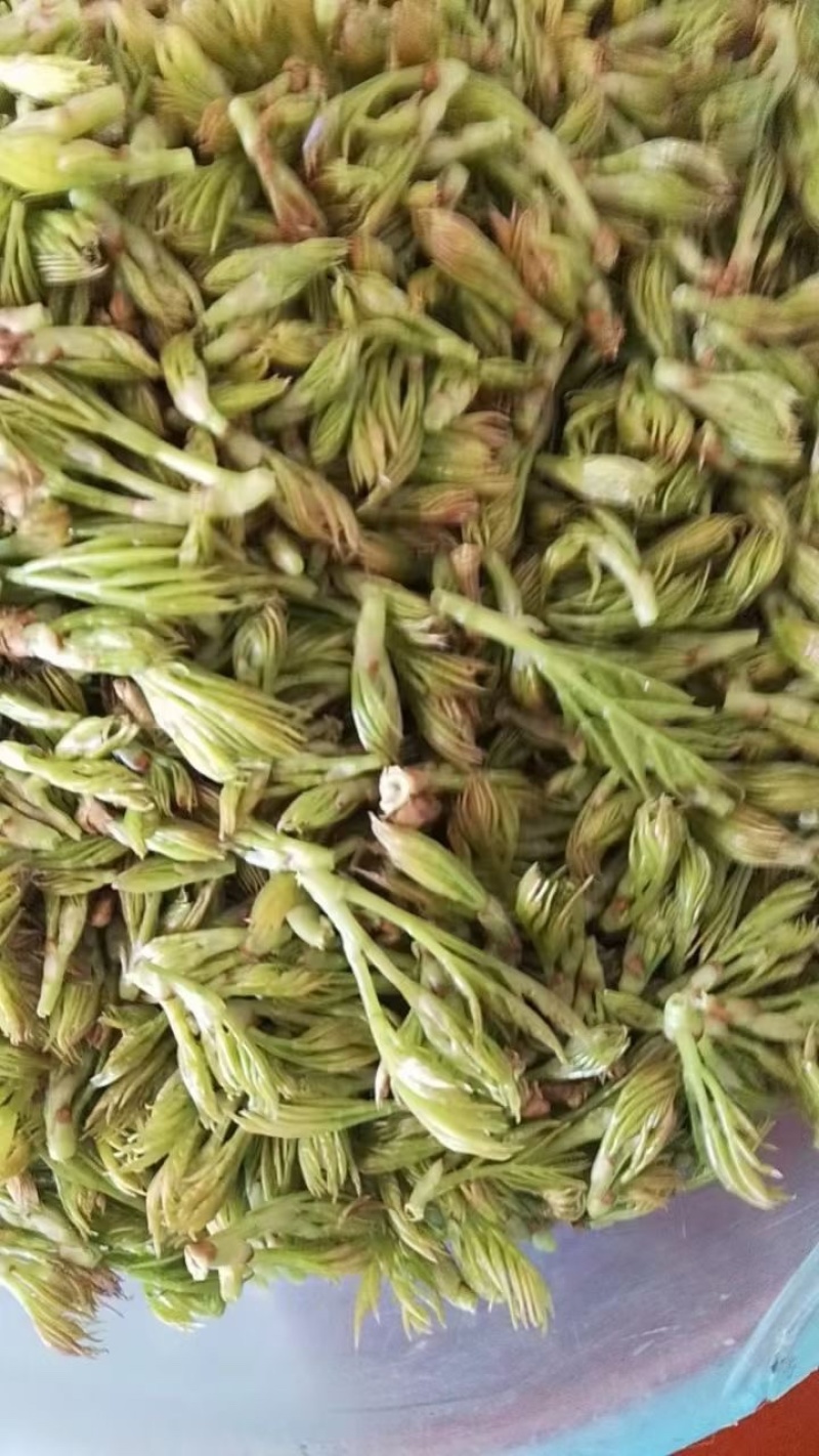 霉茶藤茶