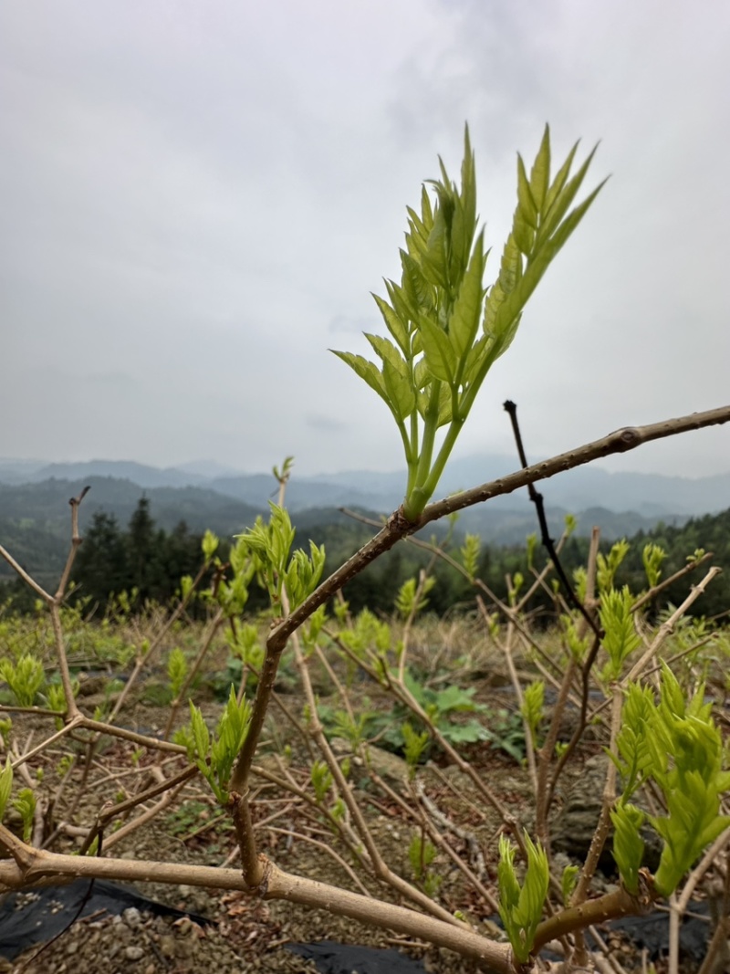 霉茶藤茶