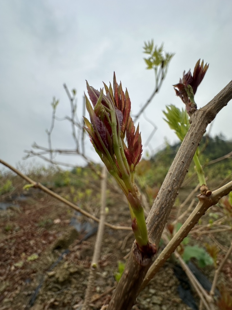 霉茶藤茶