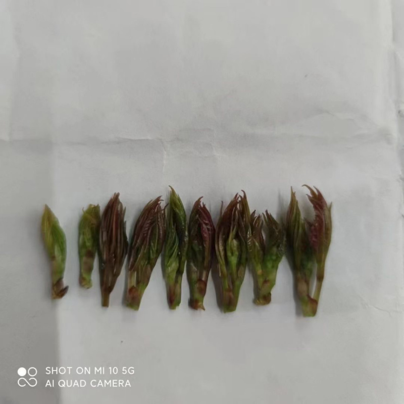 霉茶藤茶