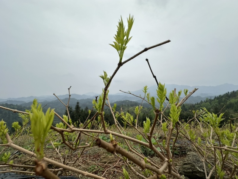 霉茶藤茶