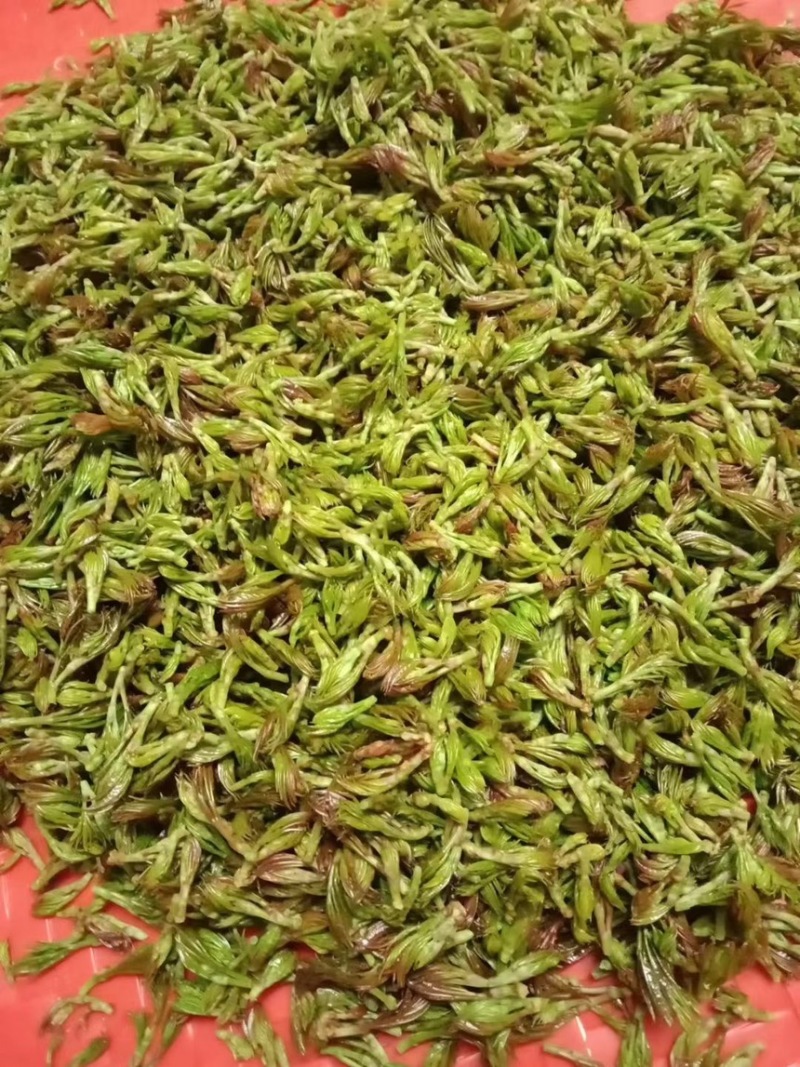 霉茶藤茶