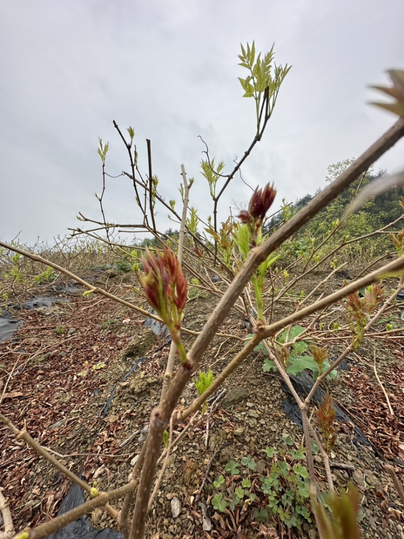 霉茶藤茶
