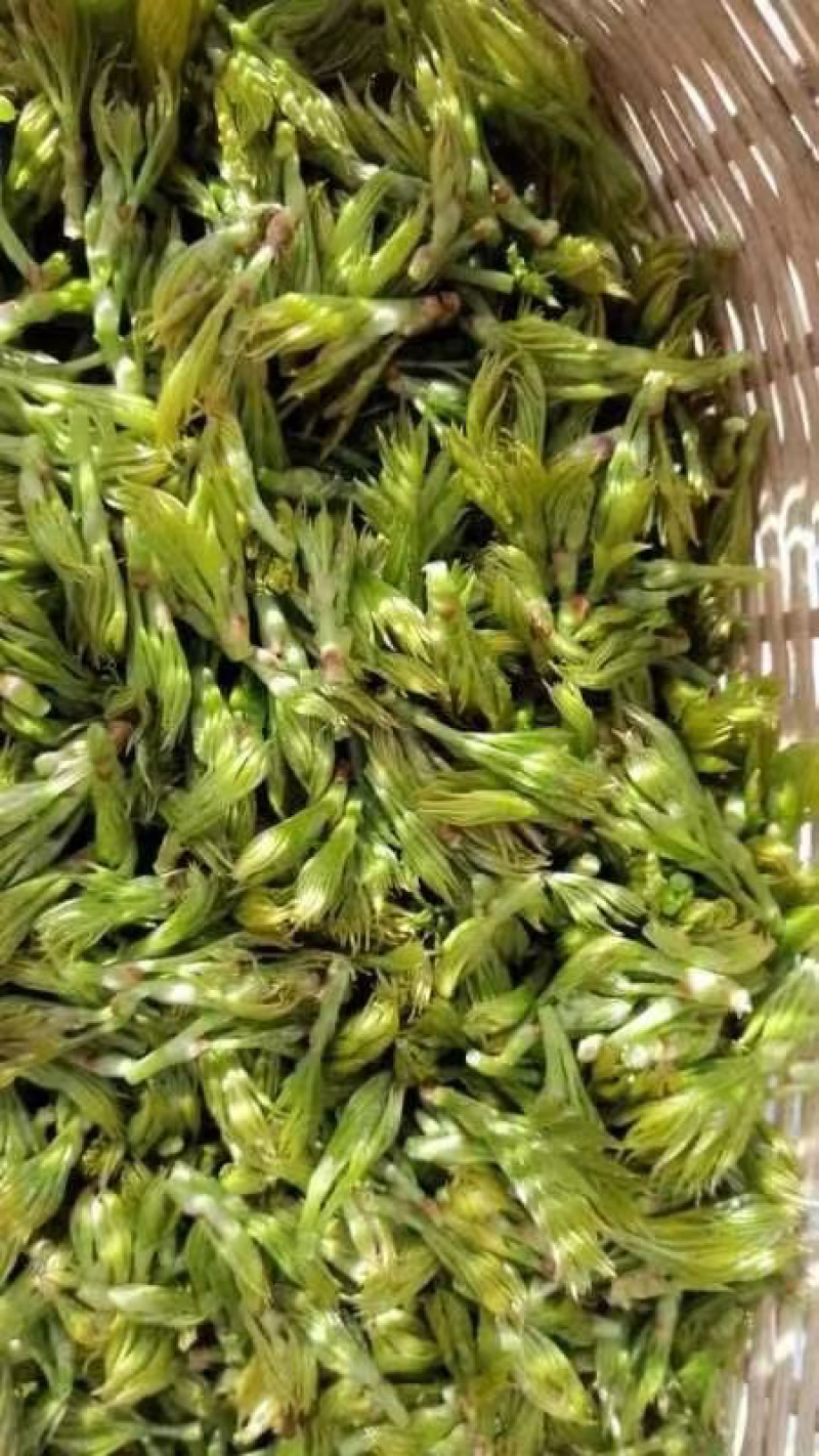 霉茶藤茶