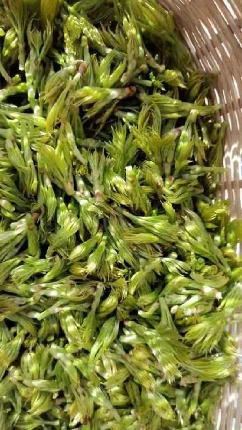 霉茶藤茶