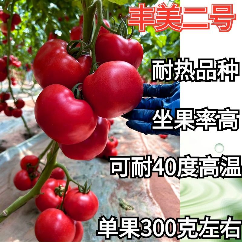 丰美二号西红柿苗番茄苗耐热西红柿苗抗病毒大果西红柿苗