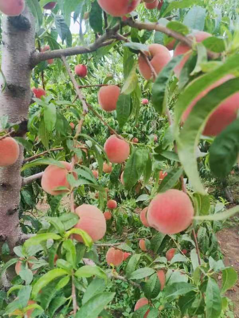 青岛胶州自家果园毛桃