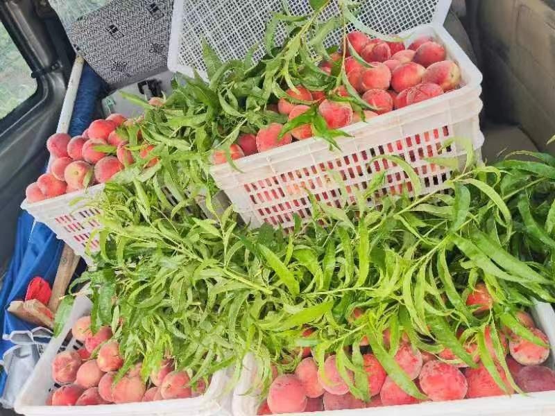 青岛胶州自家果园毛桃