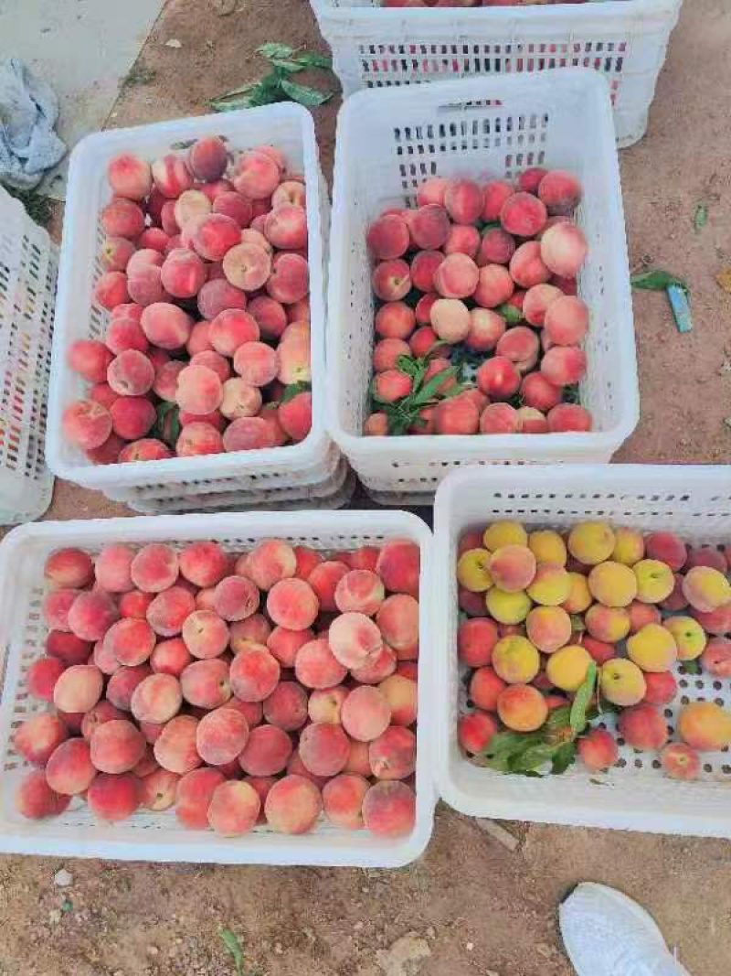 青岛胶州自家果园毛桃