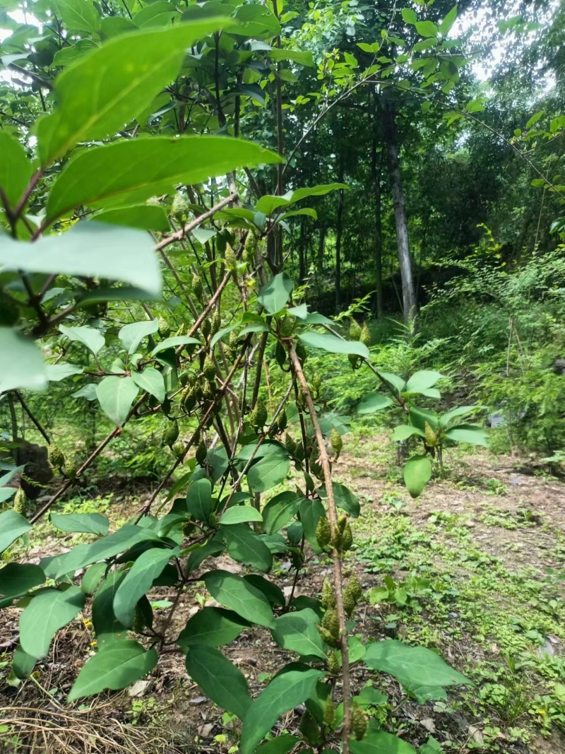 秦岭腹地野生连翘