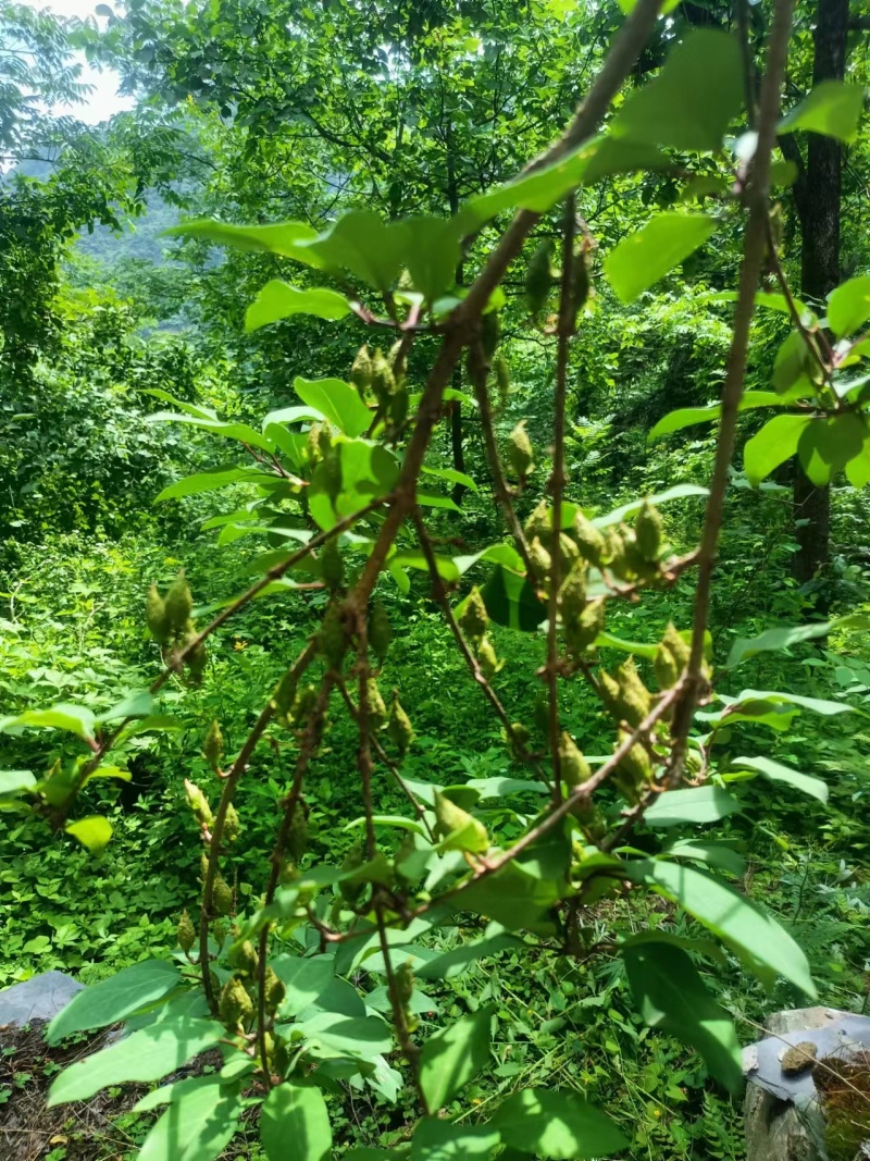 秦岭腹地野生连翘