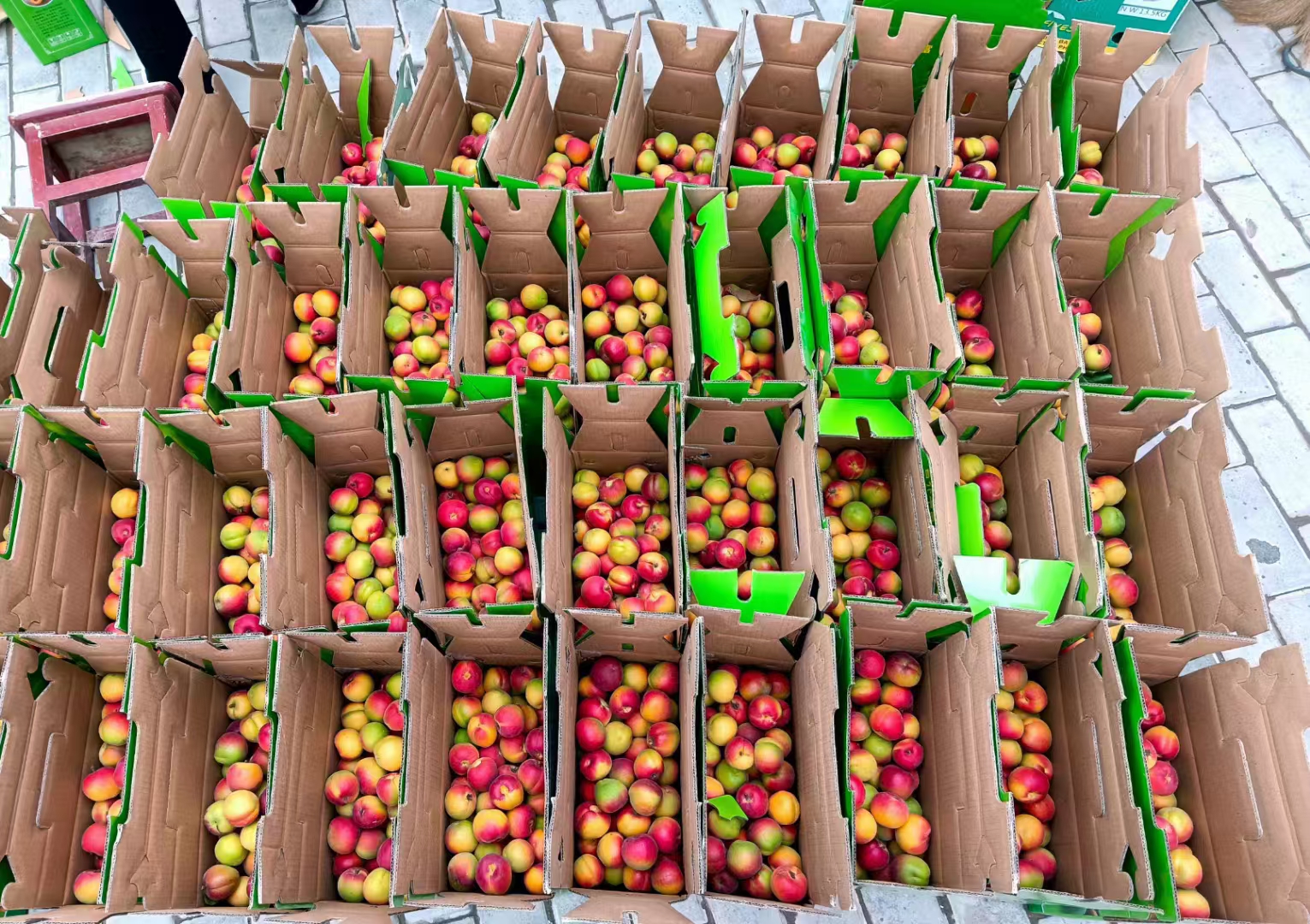 彭阳县红梅杏种植基地航拍图