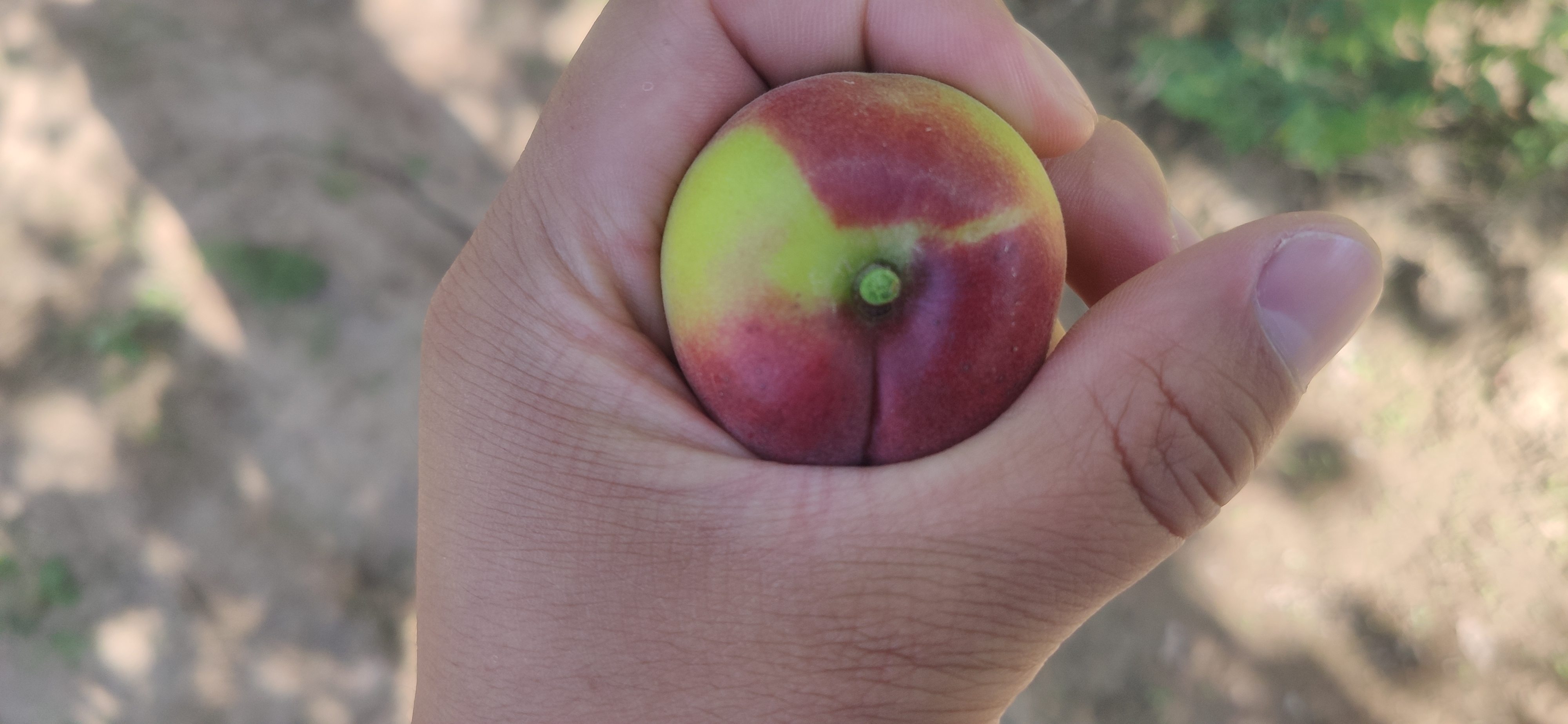 红梅杏果实成熟图