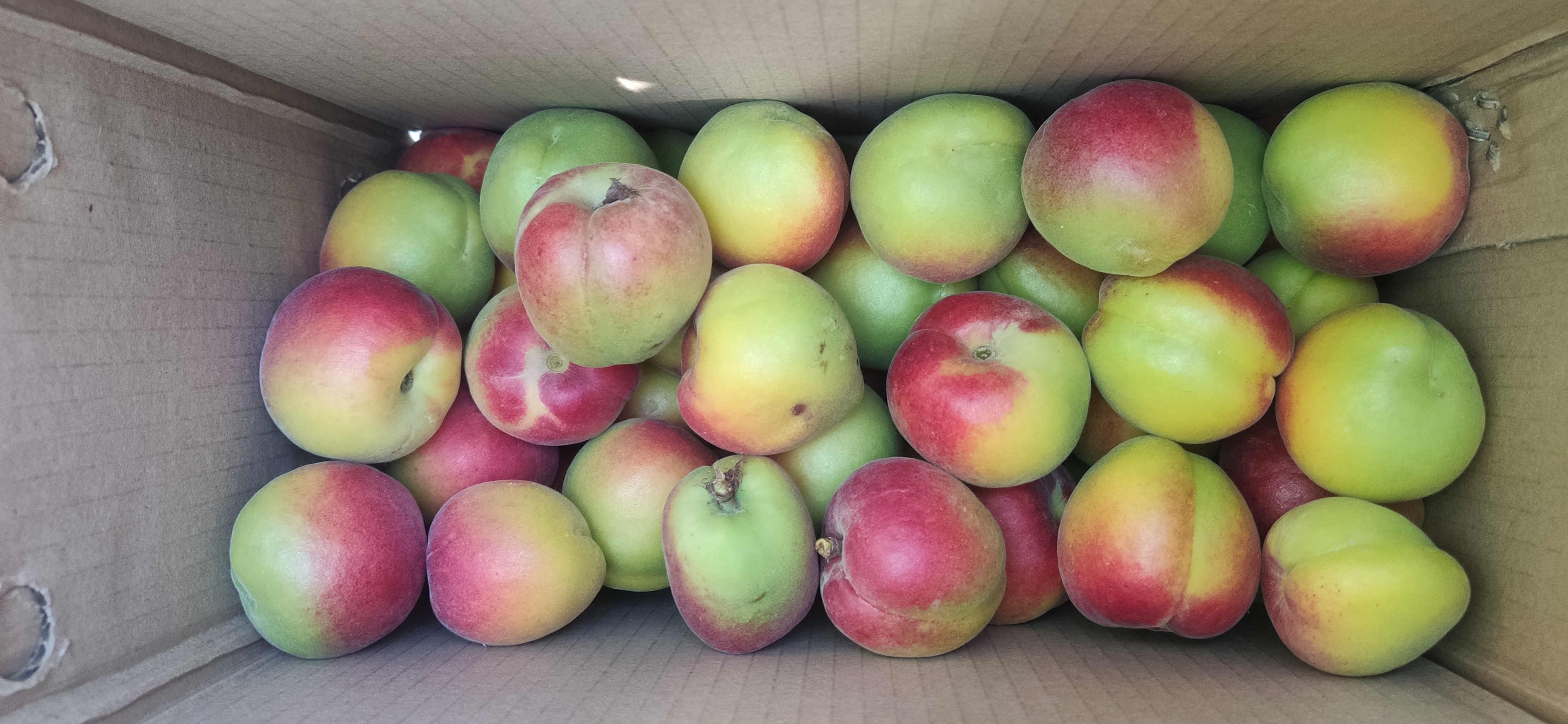 彭阳红梅杏分级包装现场