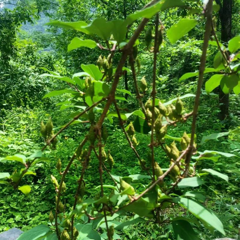 秦岭腹地野生连翘