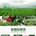 2024年新茶高山浓香黄金桂铁观音礼盒装批发500g